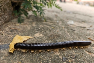 My Son-helgedomen och bergsvandring - Pilgrimsresa