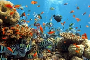 Nha Trang: Heldagstur med snorkling og frokost ved 3 øer