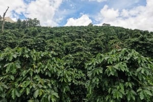 Nha Trang-Da Lat Day Trip: Explore Mongo & Donki Land