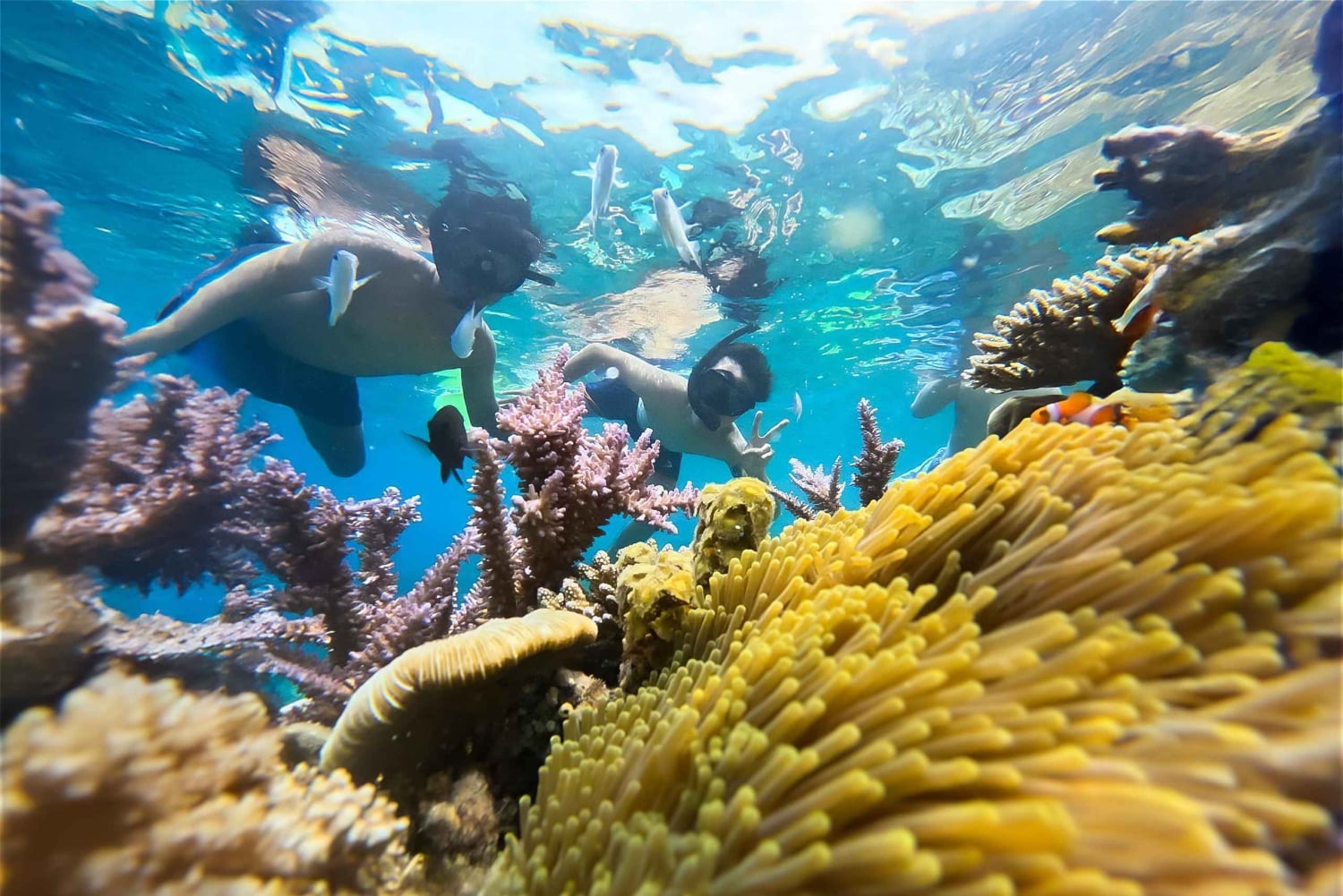 Nha Trang: Aventura de mergulho com snorkel de meio dia com churrasco a bordo