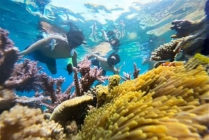 Nha Trang: Aventura de mergulho com snorkel de meio dia com churrasco a bordo