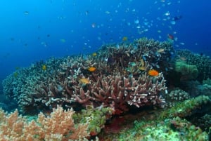 Nha Trang: Aventura de mergulho com snorkel de meio dia com churrasco a bordo