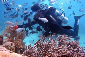 Nha Trang: Mun Island Scuba Diving with Buffet Lunch