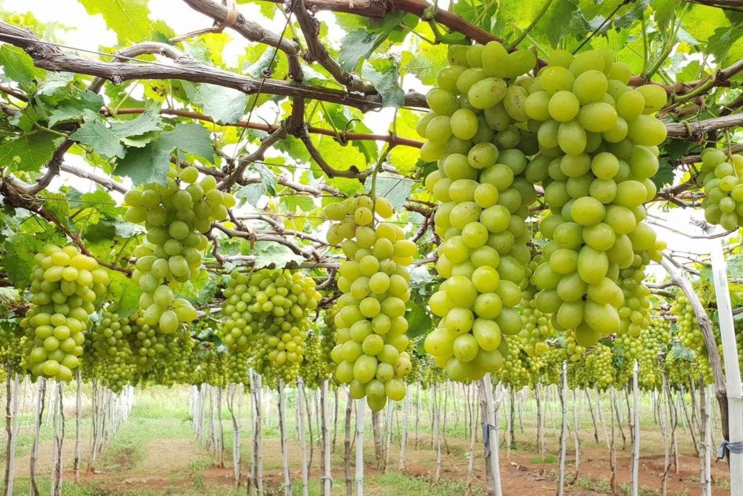 Nha Trang: Nui Chua Coast Road & Vinh Hy Private Tour