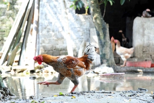 Ninh Binh 2 Días 1 Noches En Grupo Reducido De 9 Desde Hanói