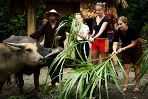 Ninh Binh: Buffalo riding, rice planting group tour