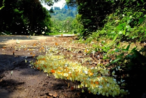 Ninh Binh: Cuc Phuong Jungle Hike & Wildlife dagtrip