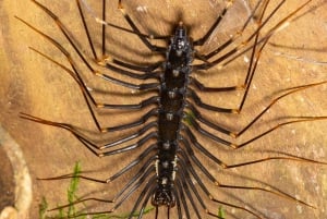 Ninh Binh: Excursión de un día a la selva de Cuc Phuong y observación de la fauna