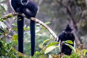 Ninh Binh: Excursión de un día a la selva de Cuc Phuong y observación de la fauna