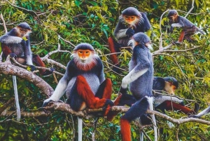 Ninh Binh: Excursión de un día a la selva de Cuc Phuong y observación de la fauna