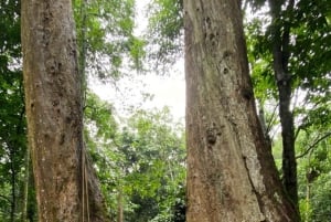 Ninh Binh : randonnée dans la jungle de Cuc Phuong, faune sauvage et grottes anciennes
