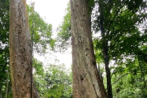 Ninh Binh : randonnée dans la jungle de Cuc Phuong, faune sauvage et grottes anciennes