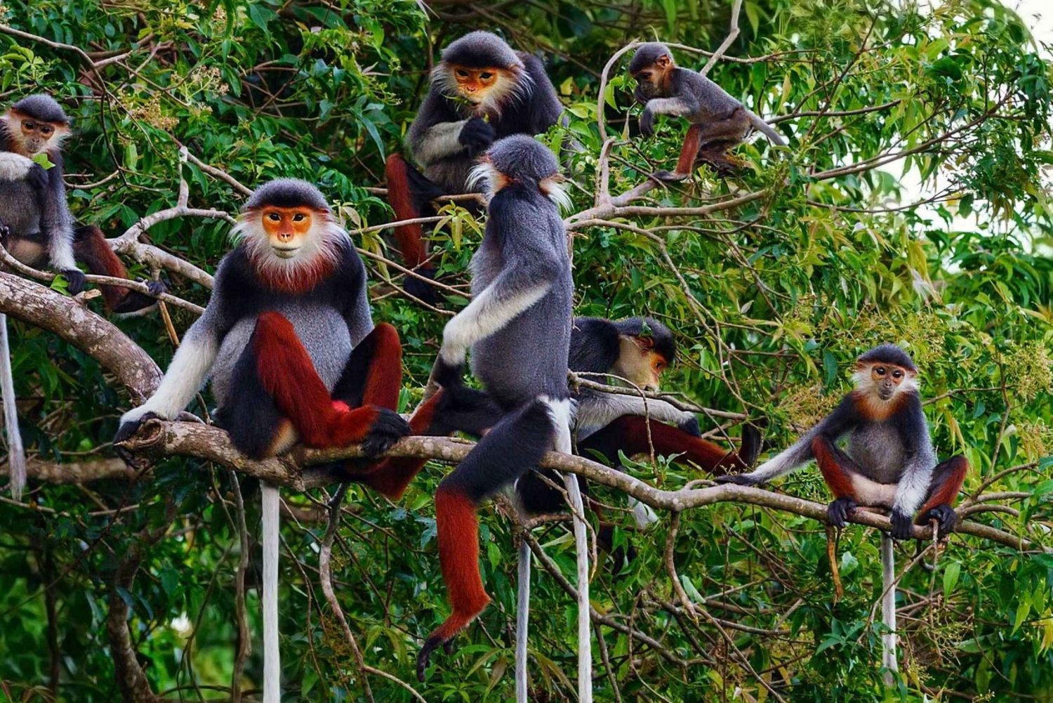 Ninh Binh: Parque Nacional de Cuc Phuong 1 dia Grupo pequeno