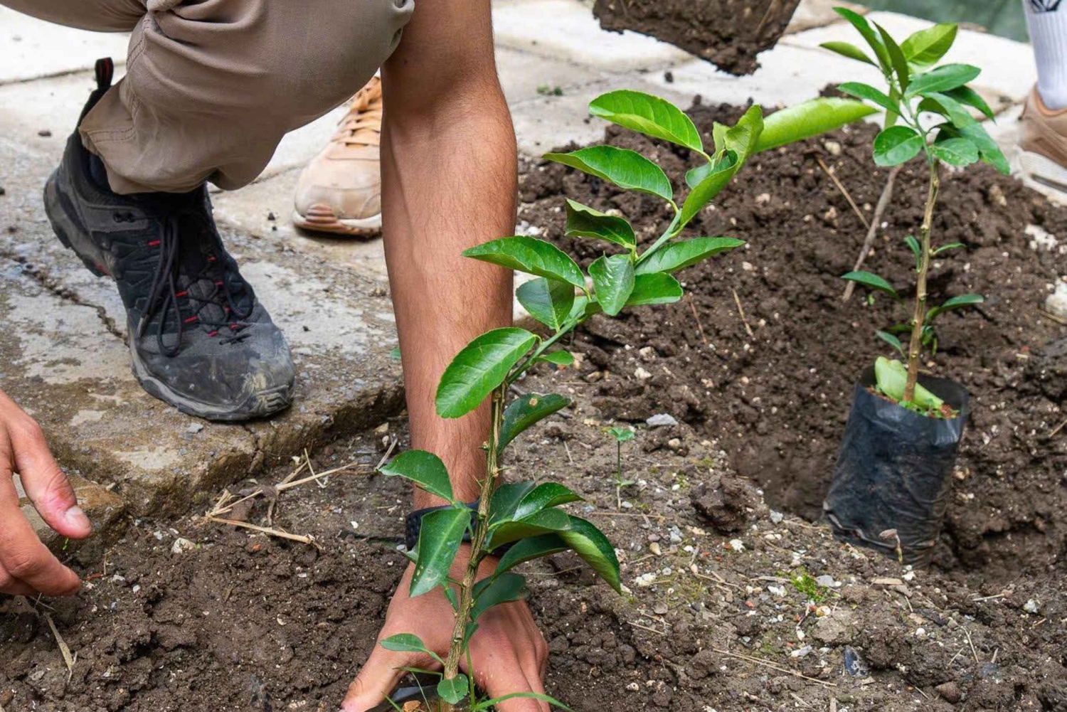 Ninh Binh: planta árboles y disfruta de la naturaleza en el valle de Dundj