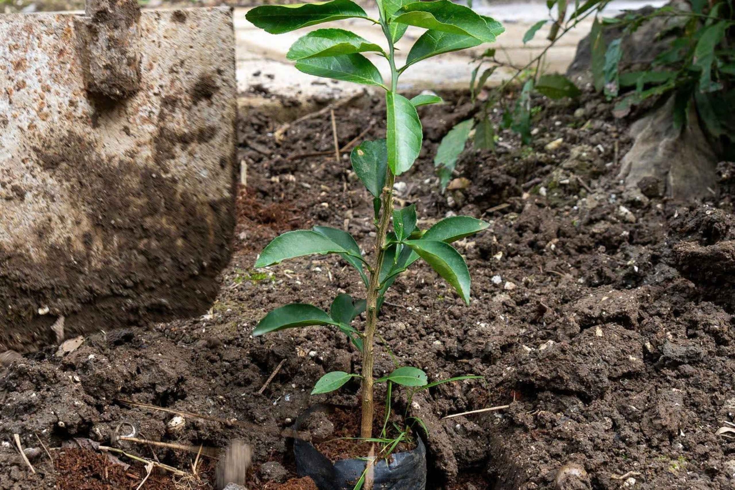 Ninh Binh: planta árboles y disfruta de la naturaleza en el valle de Dundj