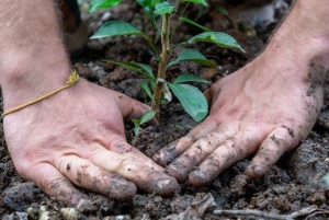 Ninh Binh: planta árboles y disfruta de la naturaleza en el valle de Dundj