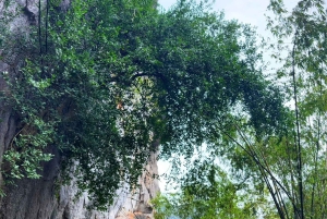 Ninh Binh: planta árboles y disfruta de la naturaleza en el valle de Dundj