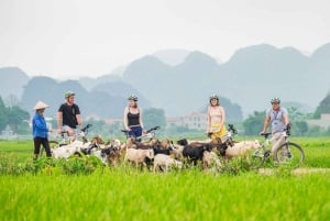 Depuis Hanoï : visite en petit groupe d'une journée à Ninh Binh