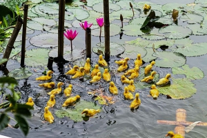 Ninh Binh: Ninh Binhhin: Riisin istutus ja kalastus korikierroksella