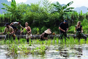 Ninh Binh: Risplantering och fiske med korgtur