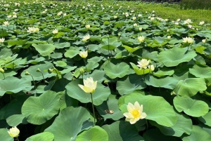 Ninh Ninh -retki: Mua-luola, Bich Dong, Hoa Lu ja Trang An