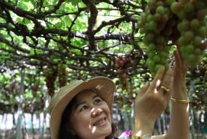 Ninh Thuan: Vinh Hy Bay and Craft Village 3-day Tour