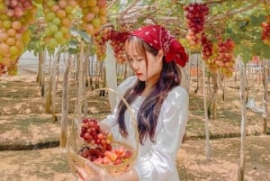 Phan Rang Full-Day: Hang Rai, Vinh Hy, Vineyard & Sheep Farm
