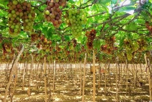 Phan Rang Full-Day: Hang Rai, Vinh Hy, Vineyard & Sheep Farm