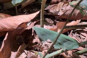 Landutflykt till Saigon City Cu Chi-tunnlarna från Phu My hamn