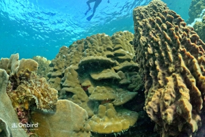 Phu Quoc: Schnorcheltour mit dem Schnellboot zu 4 Inseln & 2 Riffen