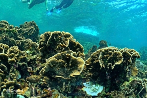 Phú Quốc : excursion en hors-bord, snorkeling sur 4 îles et 2 récifs