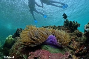 Phú Quốc : excursion en hors-bord, snorkeling sur 4 îles et 2 récifs