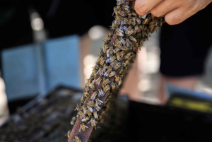 Phu Quoc Land 1: Southern Tour & Sao Beach