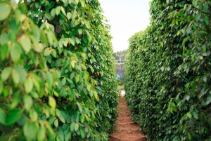 Phu Quoc Land 1: Southern Tour & Sao Beach