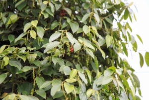 Phu Quoc Land 1: Southern Tour & Sao Beach