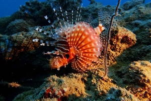 Phu Quoc: PADI Open Water Diver-kurs