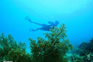 Phu Quoc: Pro-snorkling til 3 koralrev og strand (MAX 12)