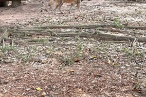 Phu Quoc: safari, Grand World, kwintesencja Tonkinu