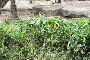 Phu Quoc: safari, Grand World, kwintesencja Tonkinu