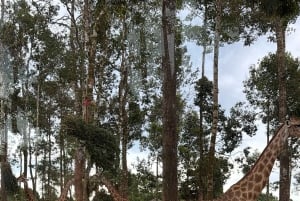 Phu Quoc: safari, Grand World, kwintesencja Tonkinu