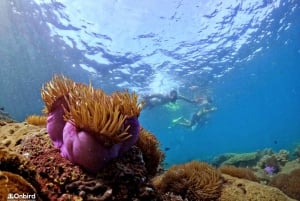 Phu Quoc: Small-Group Pro Snorkeling Tour by Speedboat