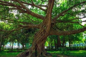 Excursion privée d'une journée: Parc national de Cuc Phuong de Hanoi