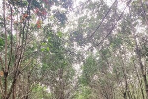 Excursión privada a Ho Chi Minh: ruta por Chua Chan