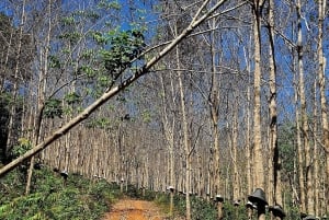 Excursión privada a Ho Chi Minh: ruta por Chua Chan