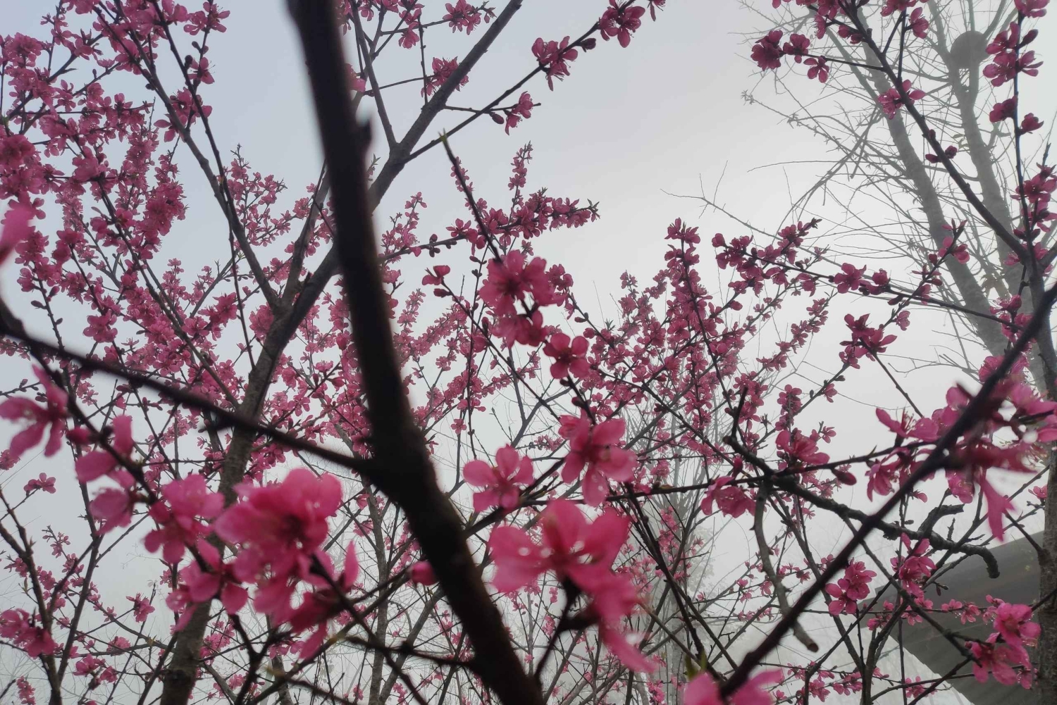 [Private] Trekking to Sapa Highest Village & Panoramic View