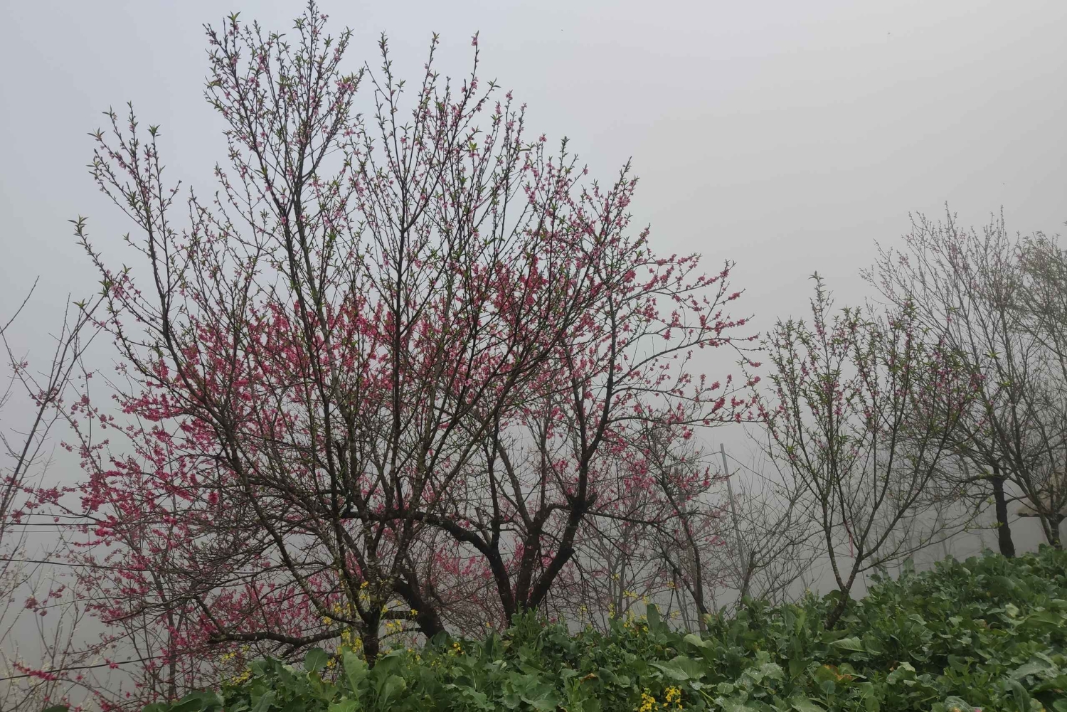 [Private] Trekking to Sapa Highest Village & Panoramic View