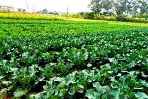Private Wet Rice Growing Day Tour from Hanoi with Lunch