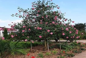 Red Dao Trek: Culture, Ancient Rose Garden & Ta Phin Village