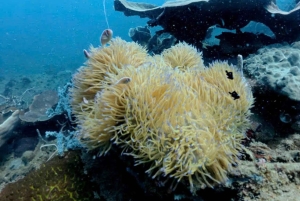 Red River Tours - Diving & Snorkeling in North Phu Quoc