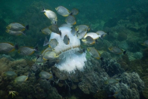 Red River Tours - Diving & Snorkeling in North Phu Quoc